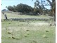 Lachlan View Decca Road, Bigga NSW 2583