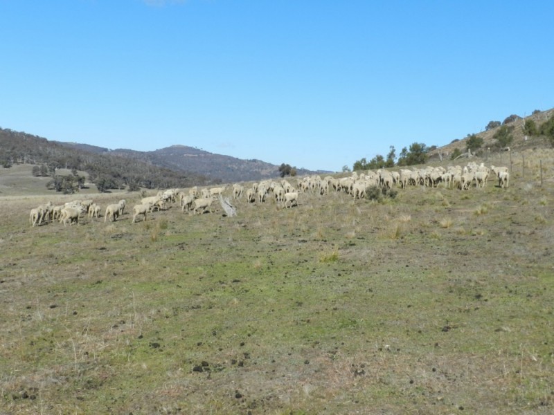 442 Cooksvale Road, Peelwood NSW 2583