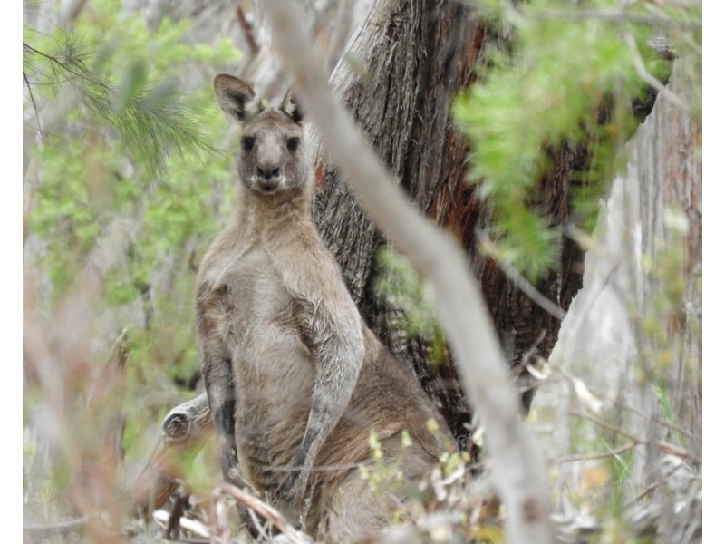 308 Mt Baw Baw Road, Goulburn NSW 2580
