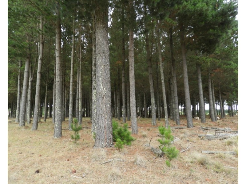 240 Inverary Road, Bungonia NSW 2580