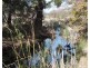 Lot 4 Currawang Road, Currawang NSW 2580