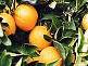 Farm 98A  Morley Road, Yoogali NSW 2680