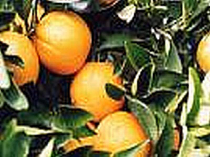 Farm 98A  Morley Road, Yoogali NSW 2680