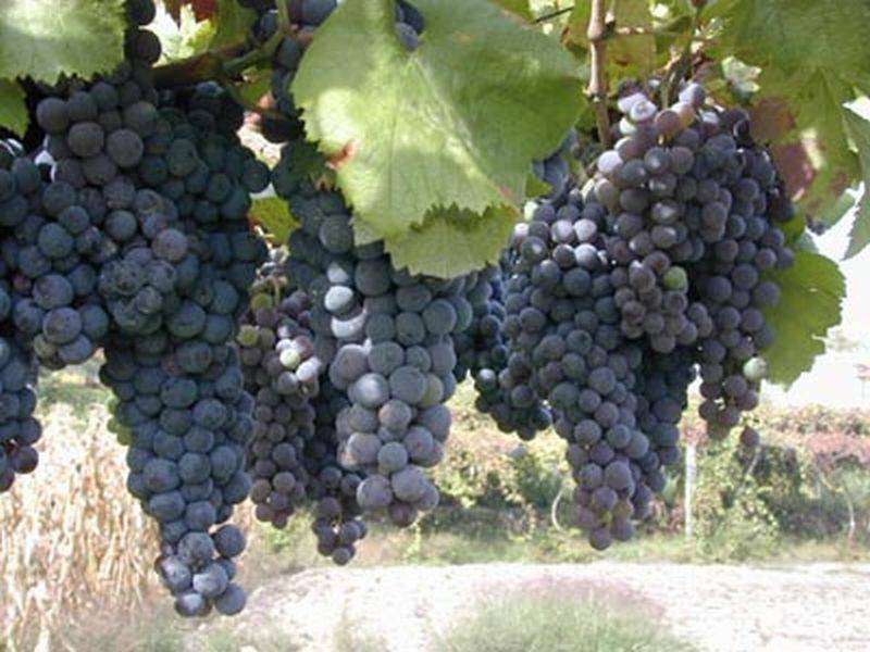 Farm 57 Sara Road, Hanwood NSW 2680