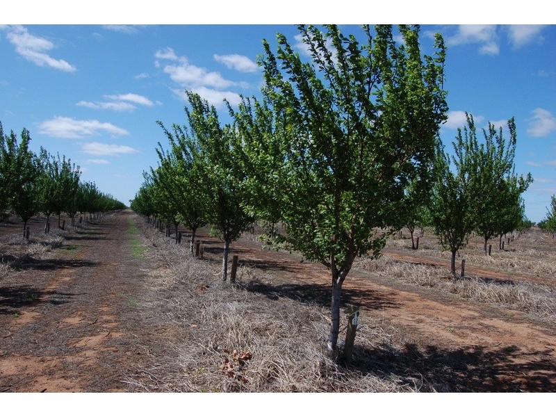 NIP No. 2 Wood Road, Yenda NSW 2681