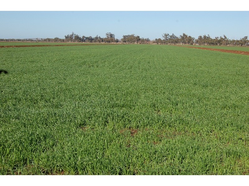 NIP No. 2 Wood Road, Yenda NSW 2681