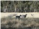 ‘BURNSIDE’ Uroly Road, Narrandera NSW 2700
