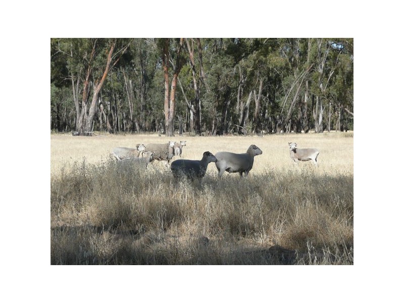 ‘BURNSIDE’ Uroly Road, Narrandera NSW 2700