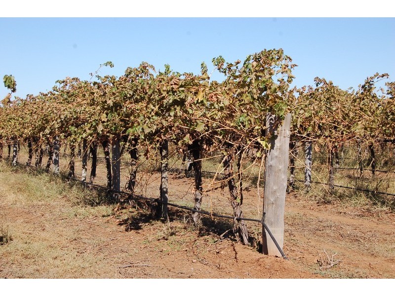 Farm/1444a Bilbul Road, Bilbul NSW 2680
