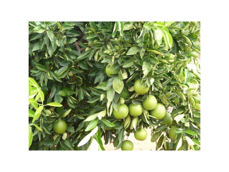 Farm 2656 Irrigation Way, Widgelli NSW 2680