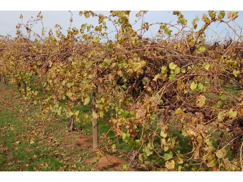 Farm /1526 McClure Road, Yenda NSW 2681