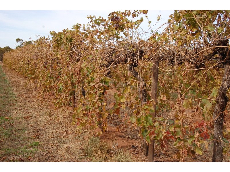 Farm /1526 McClure Road, Yenda NSW 2681