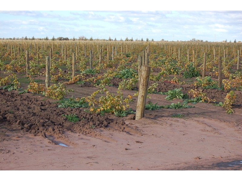 Farm 2677 Evans Road, Yoogali NSW 2680