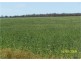Pine Meadows, Rankins Springs NSW 2669