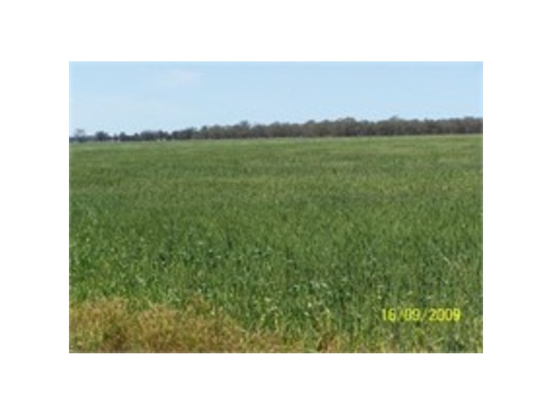 Pine Meadows, Rankins Springs NSW 2669