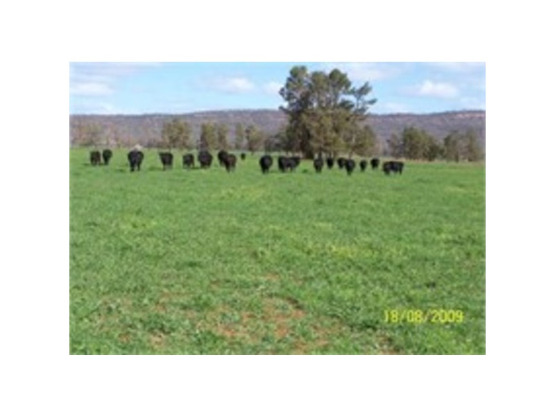 Uralba Uralba, Naradhan NSW 2669