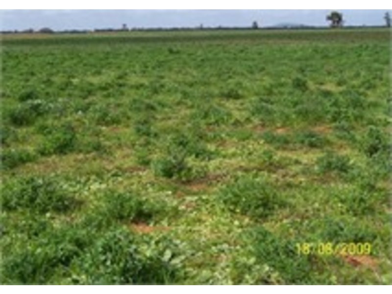 Molonga Molonga, Weethalle NSW 2669