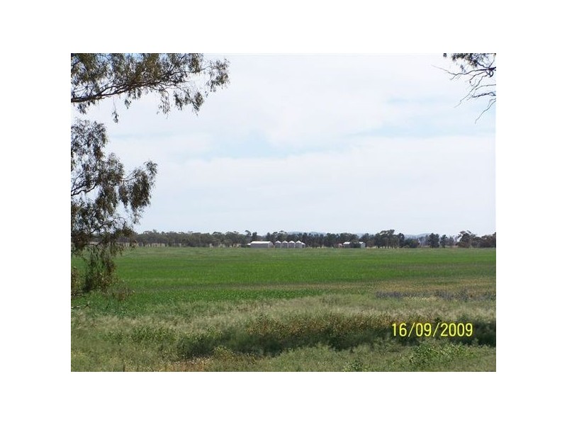 Curiong Curiong, Rankins Springs NSW 2669