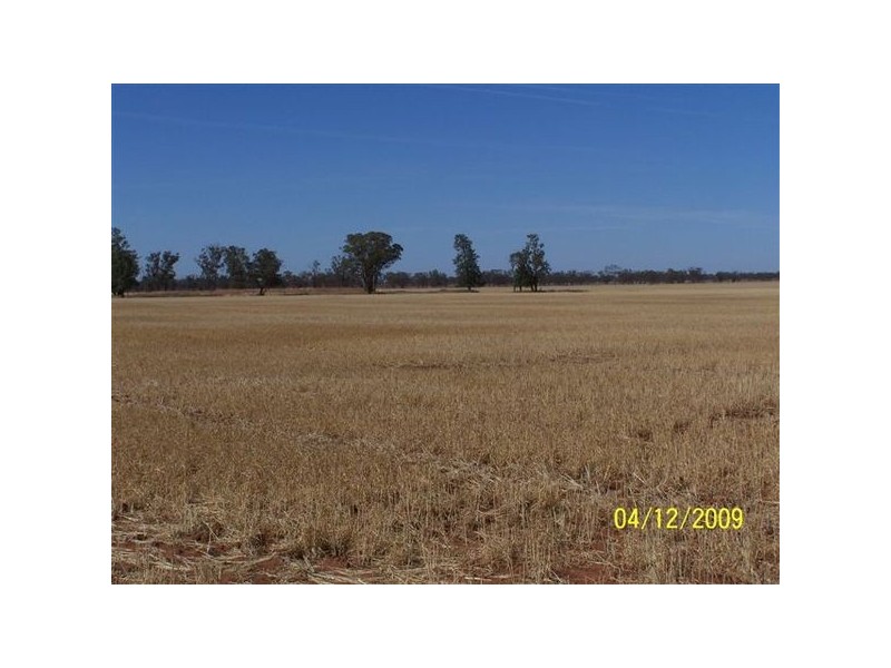 Pine Meadows & Curiong, Rankins Springs NSW 2669