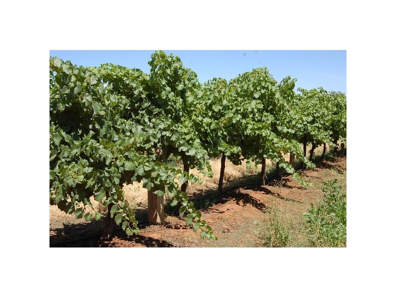 Farm 1506 McClure Road, Yenda NSW 2681