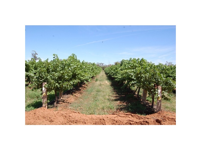 Farm 1506 McClure Road, Yenda NSW 2681