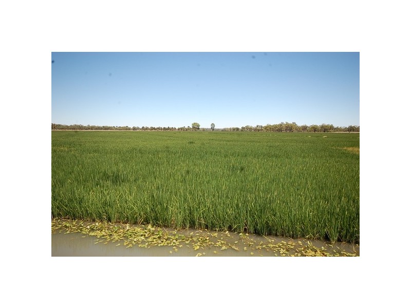 958 Irrigation Way, Cudgel NSW 2700