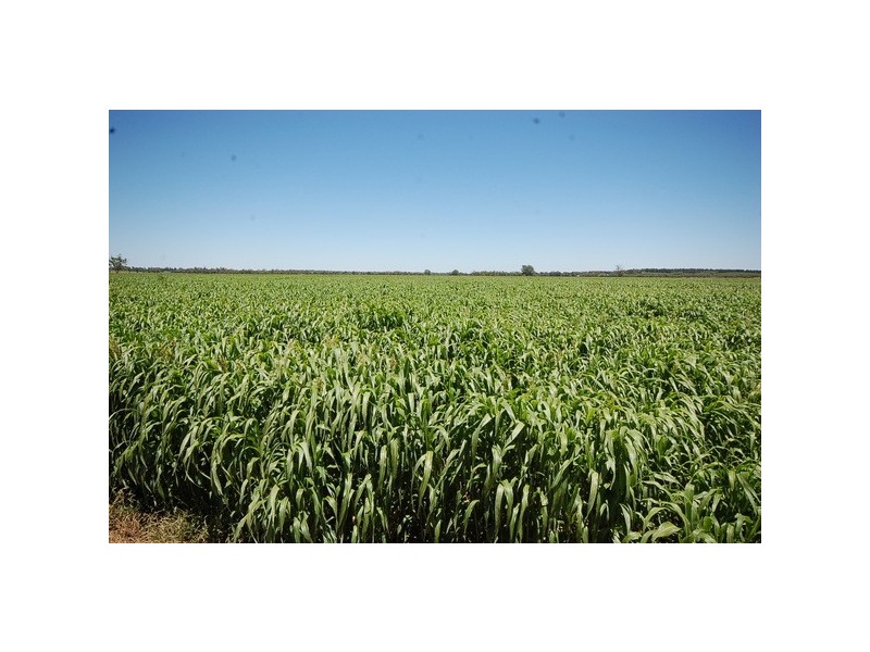 958 Irrigation Way, Cudgel NSW 2700