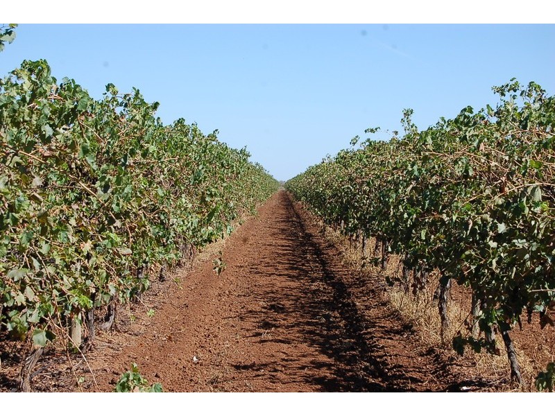 Farm 415 Yenda Road, Yenda NSW 2681