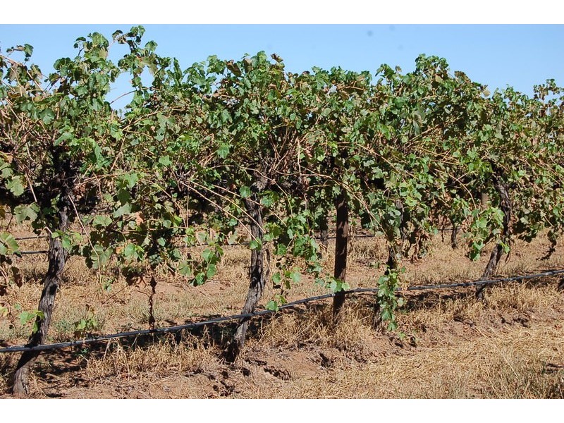 Farm 415 Yenda Road, Yenda NSW 2681