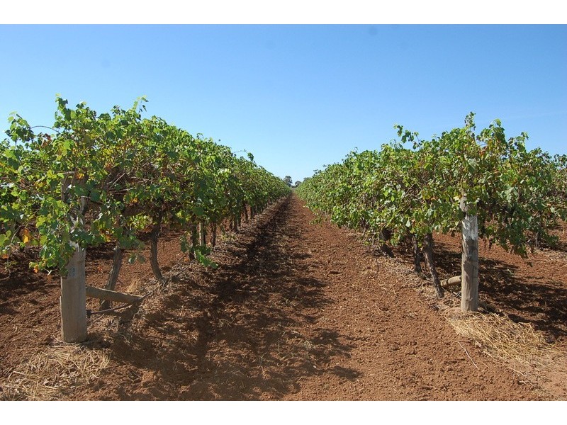 Farm 415 Yenda Road, Yenda NSW 2681