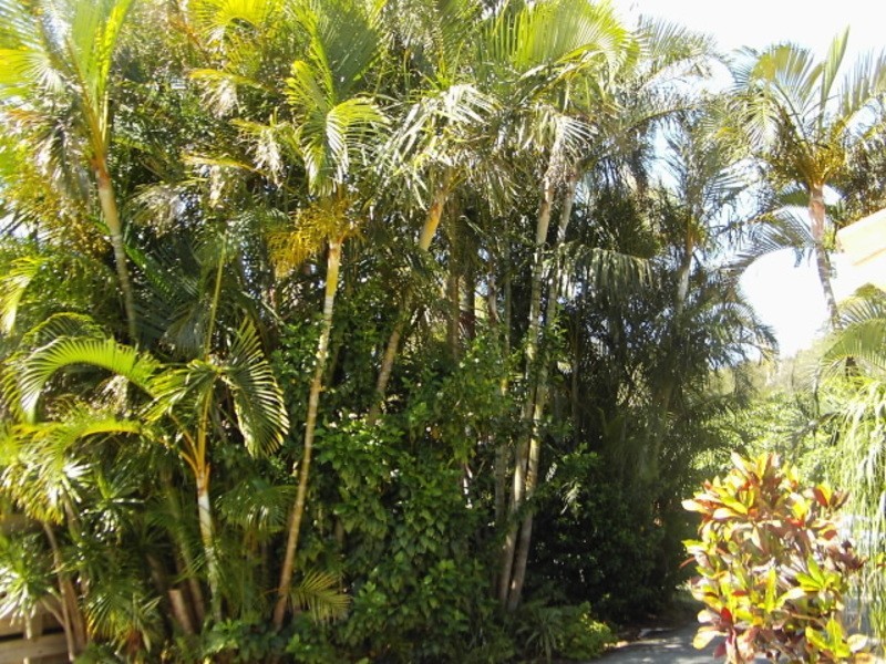 8 Melville Street, Iluka NSW 2466