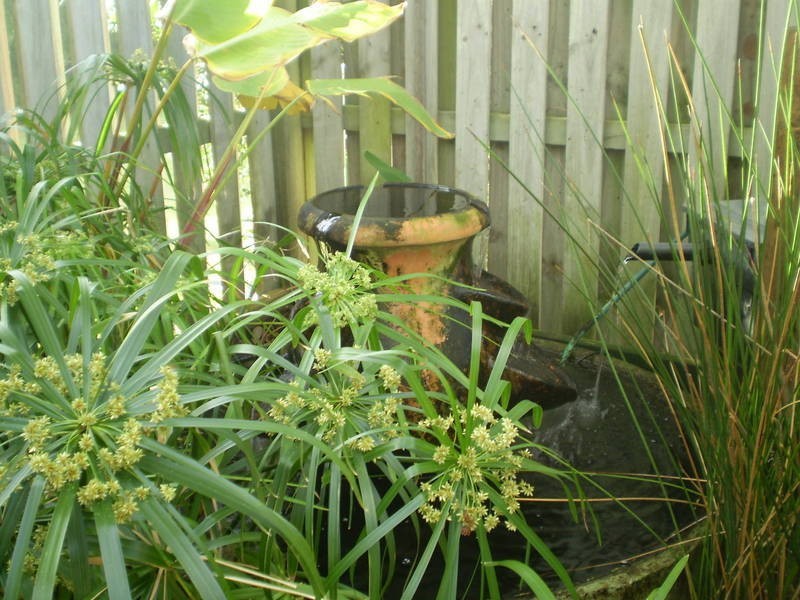 6 Bellbird Drive, Kingscliff NSW 2487