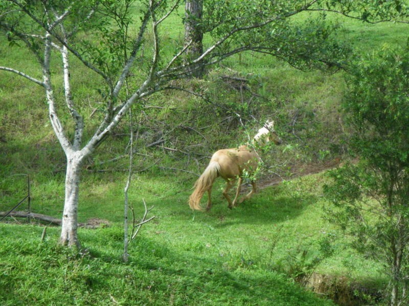 107 Farrants Hill Road, Farrants Hill NSW 2484