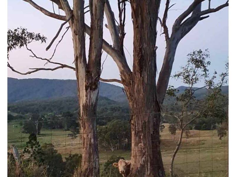 705 Manifold Road, Bentley NSW 2480