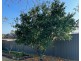 34 Dudley Drive, Goonellabah NSW 2480