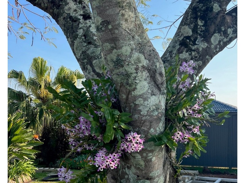 34 Dudley Drive, Goonellabah NSW 2480