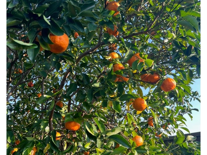 34 Dudley Drive, Goonellabah NSW 2480