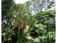 75 James Street, Dunoon NSW 2480