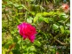 1 West Road, Nimbin NSW 2480
