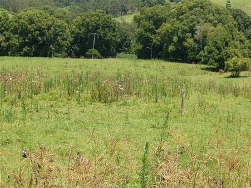 239 Tuntable Creek Road, The Channon NSW 2480