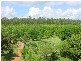 Lanitza NSW 2460