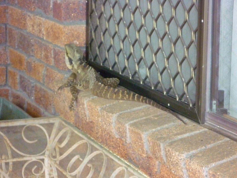 Goonellabah NSW 2480