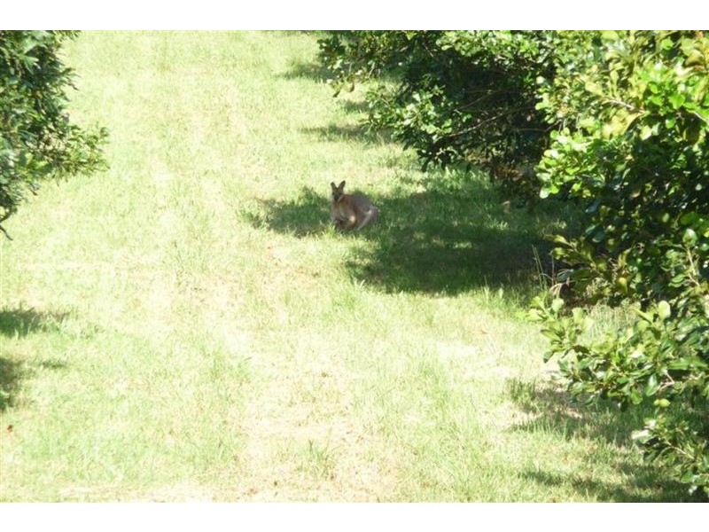 23 Willis Road, Tregeagle NSW 2480