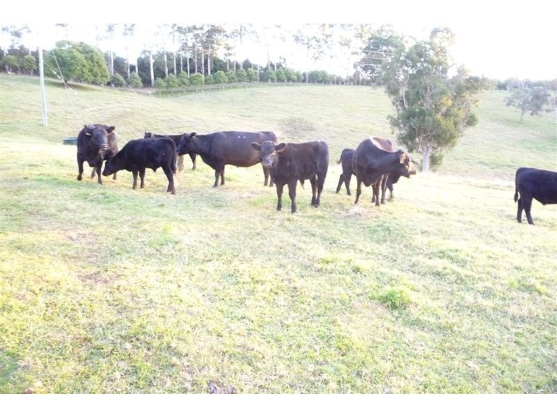 83 Mullers Road, Tregeagle NSW 2480