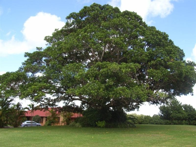 183 Cowlong Road, Mcleans Ridges NSW 2480