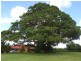 183 Cowlong Road, Mcleans Ridges NSW 2480