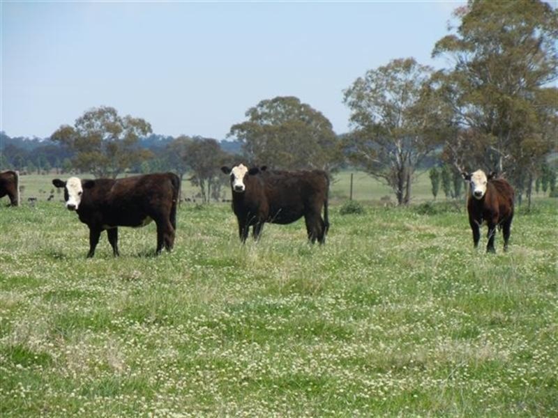 331 Clareville Road, Glen Innes NSW 2370