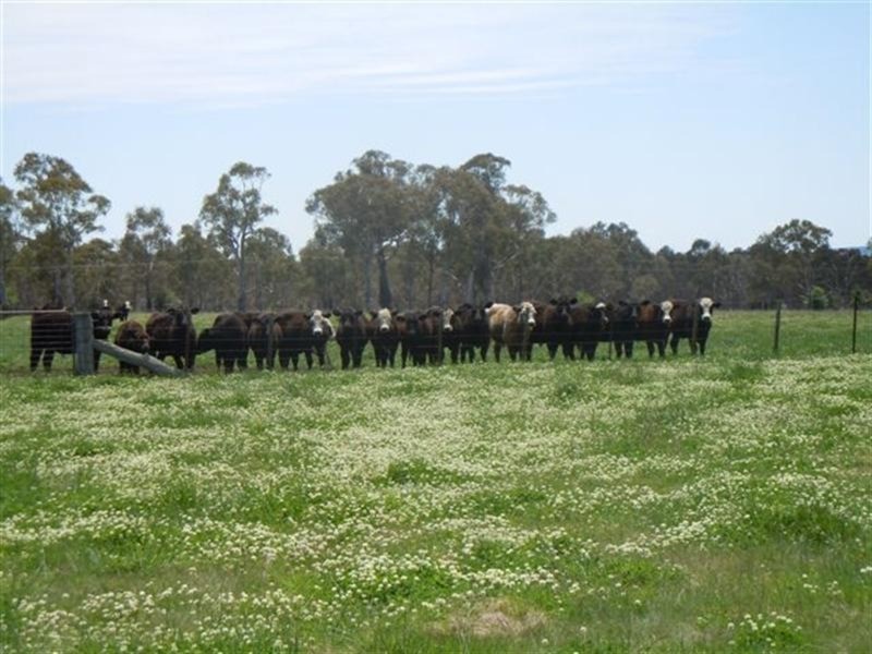 331 Clareville Road, Glen Innes NSW 2370