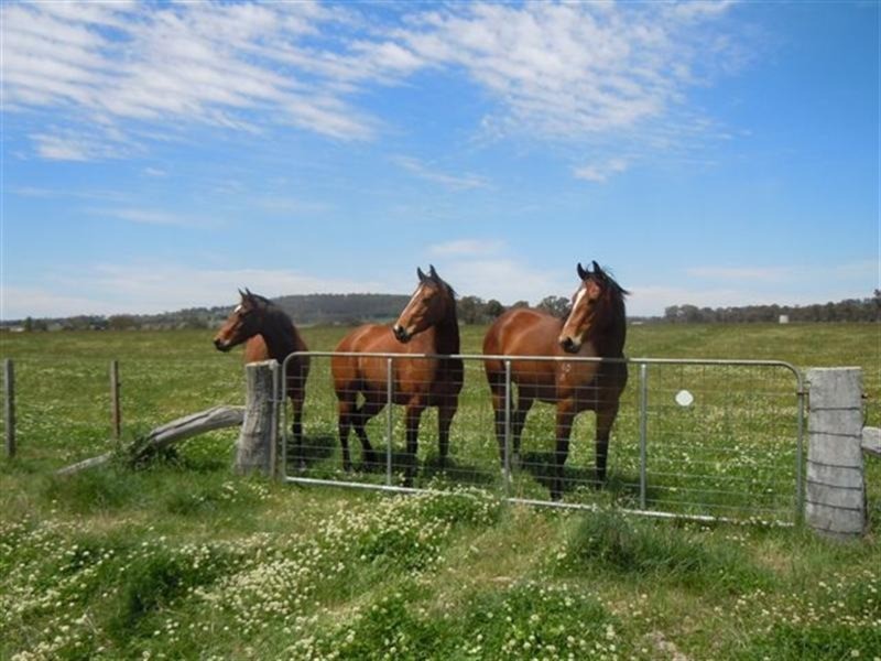 331 Clareville Road, Glen Innes NSW 2370