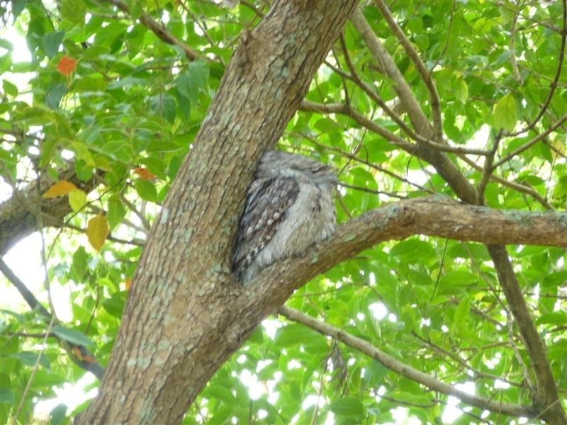 431 Ballina Road, Lismore Heights NSW 2480